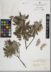 Foto von Salix lapponum L.